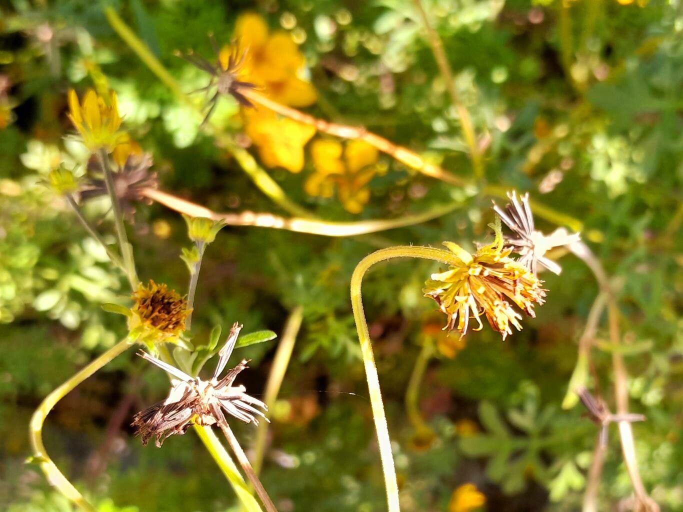 Bidens ferulifolia fruit