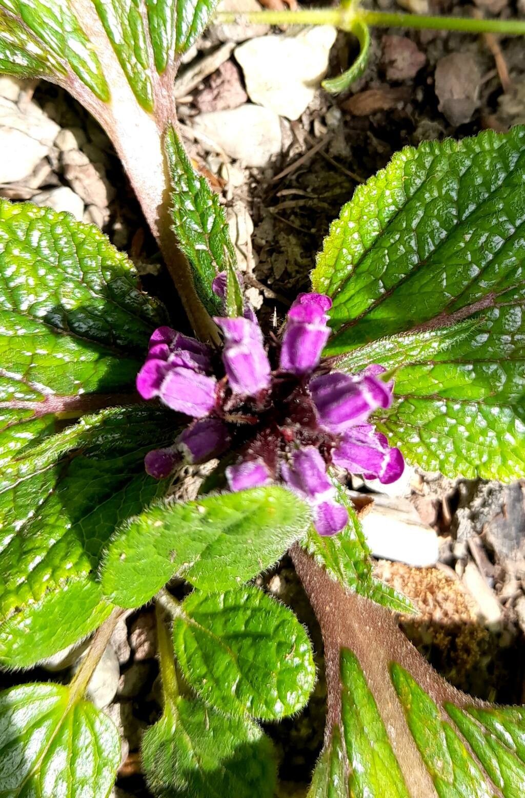 Phlomoides rotata flower