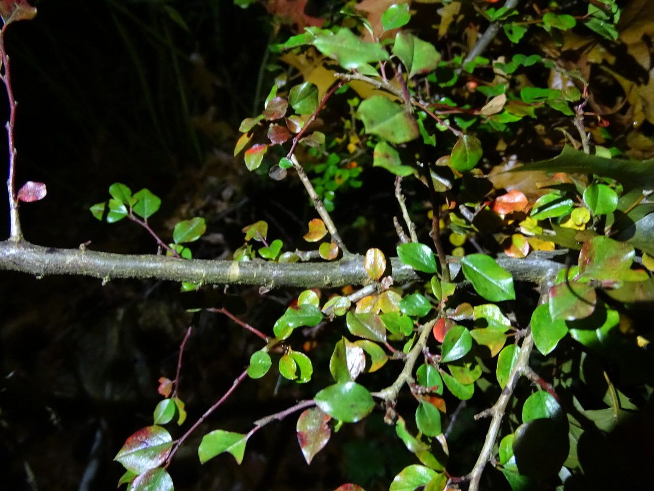 Cotoneaster adpressus bark