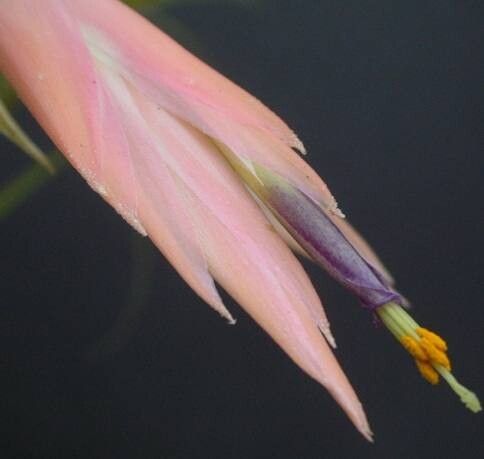 Tillandsia sierrahalensis flower