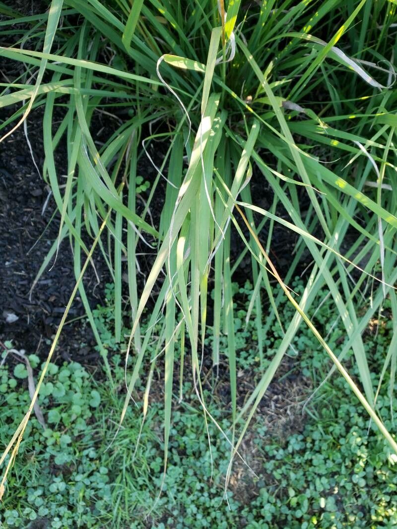 Sorghastrum nutans