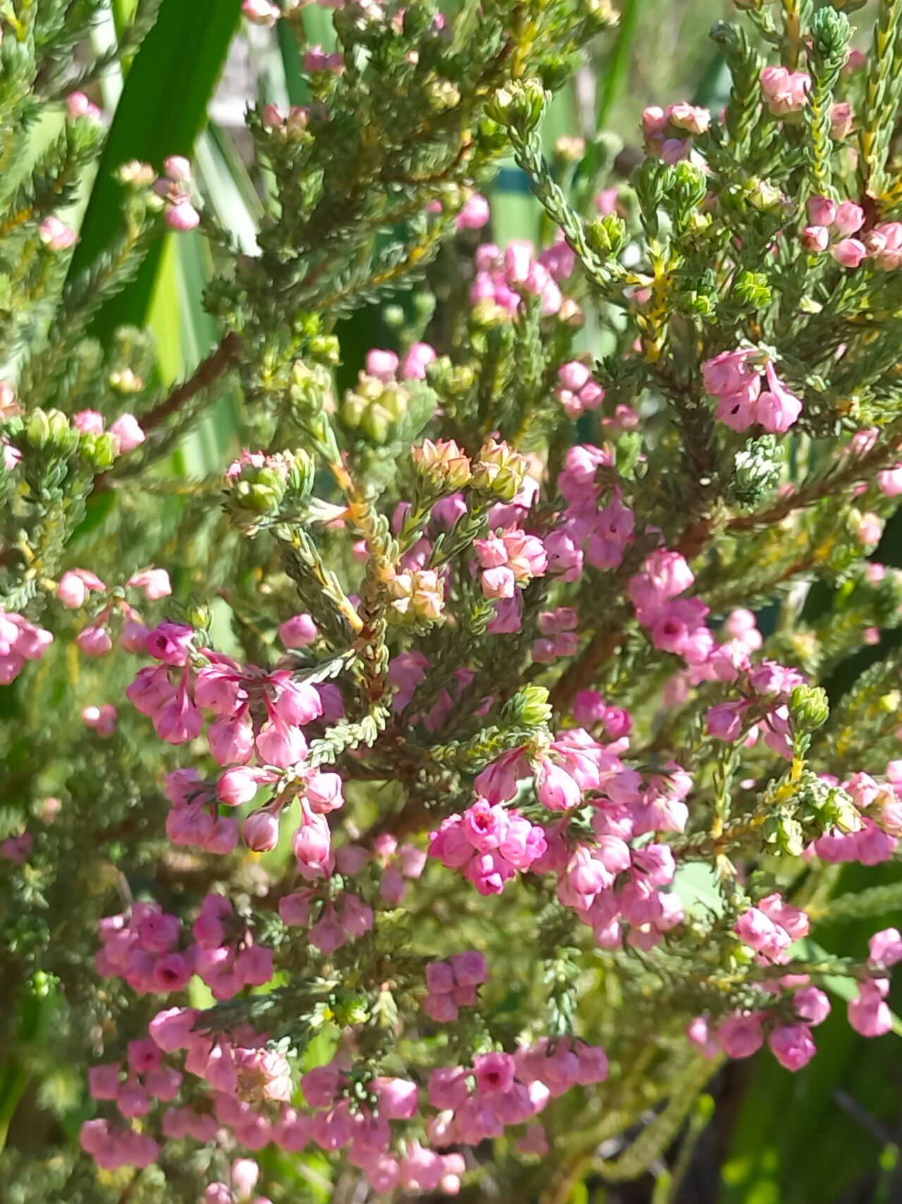 Erica baccans habit