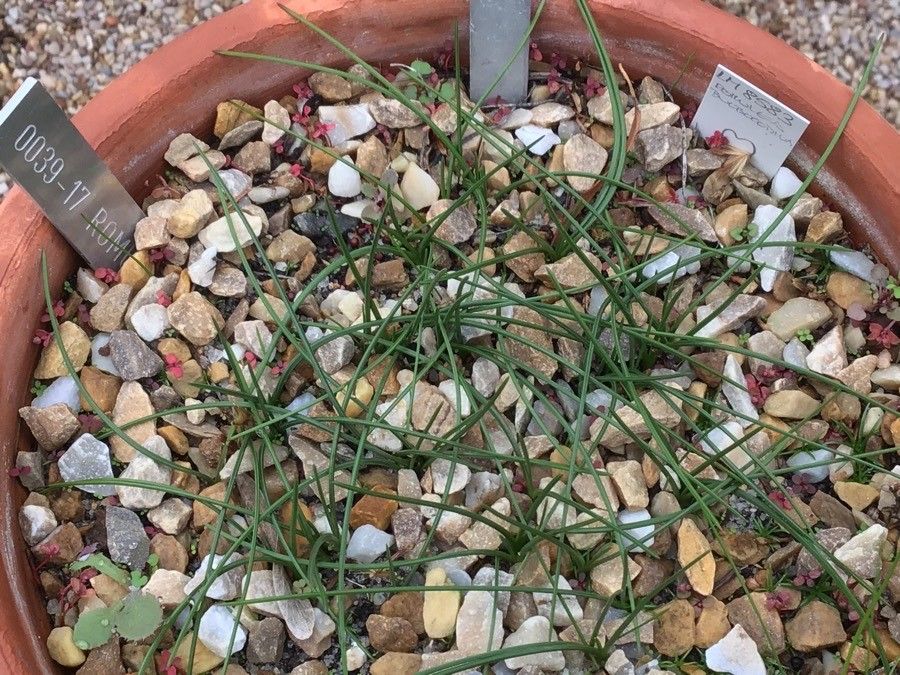 Romulea bulbocodium — search result for 'Sudan'