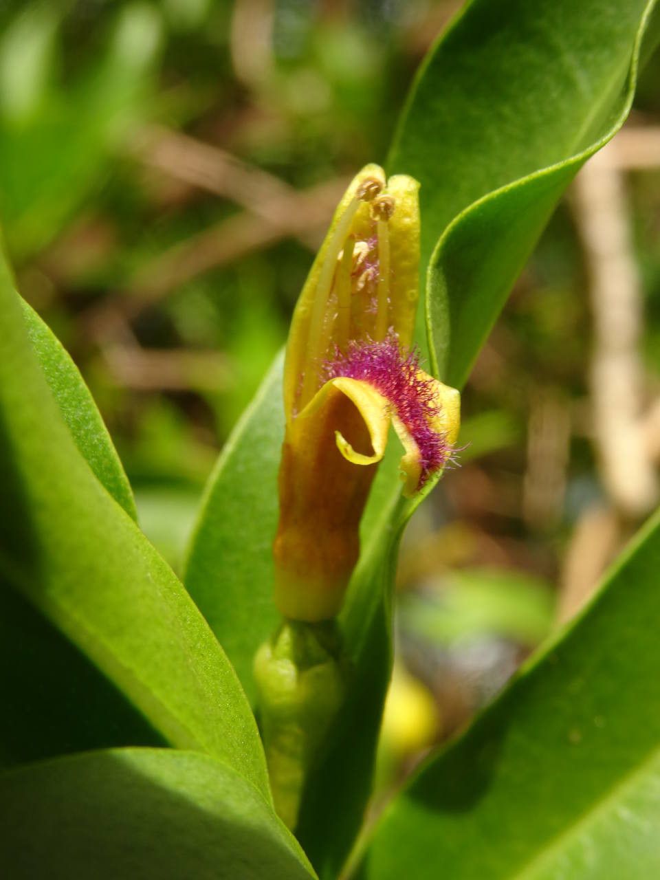 Bontia daphnoides flower