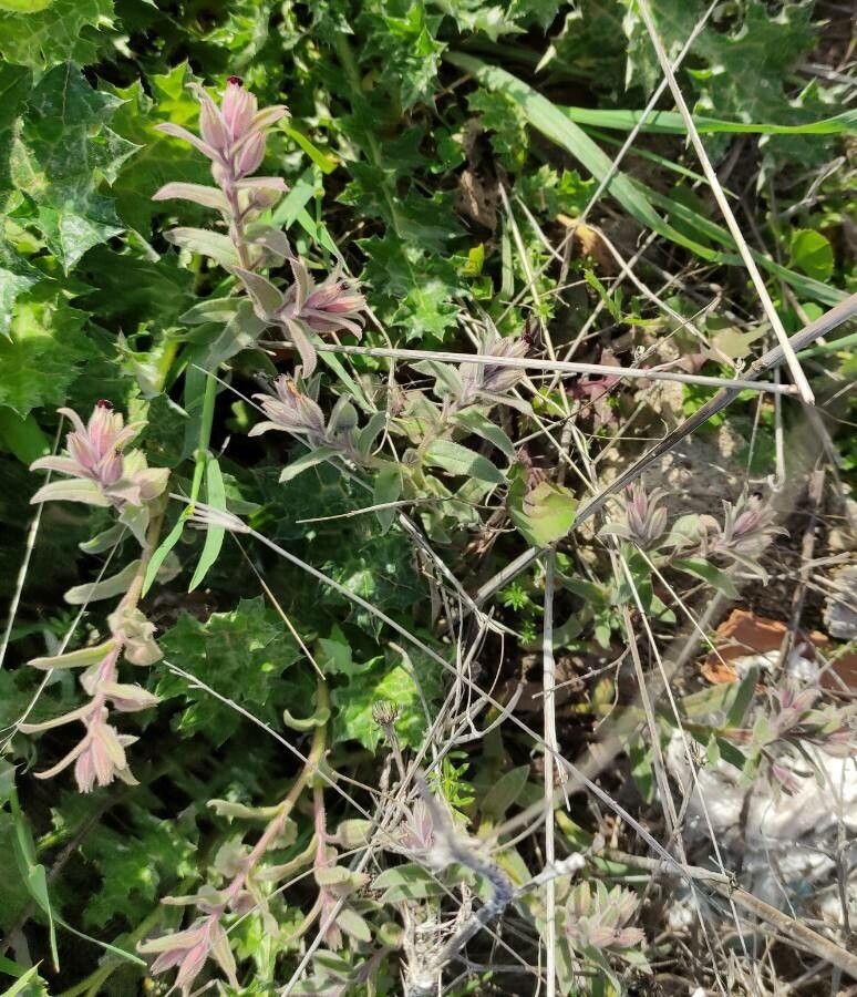 Nonea vesicaria — houseplant care guide