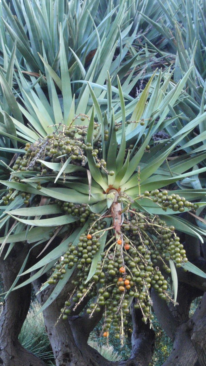 Dracaena draco fruit