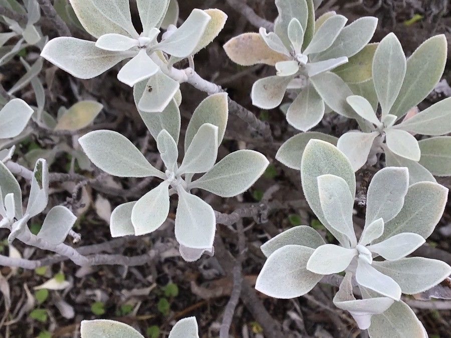 Helichrysum obconicum — search result for 'Helichrysum'