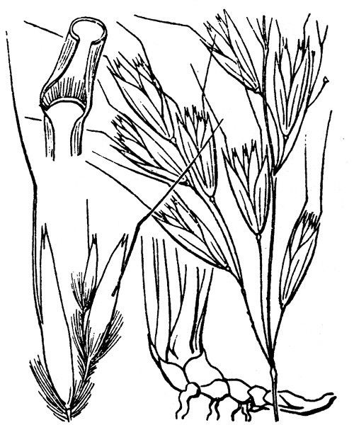 Helictotrichon cantabricum other