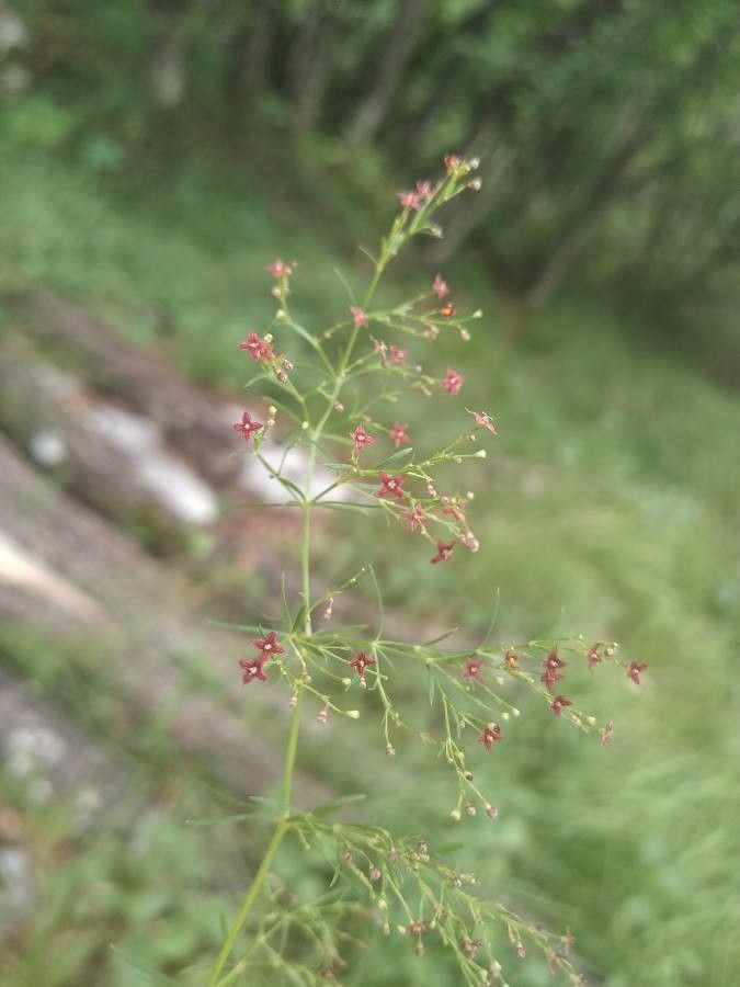 Asperula purpurea flower