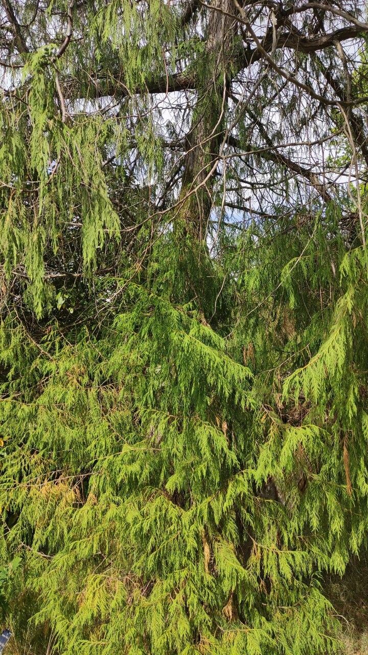 Juniperus flaccida habit