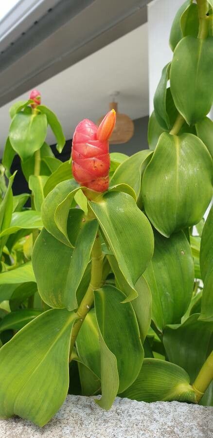 Costus spicatus fruit