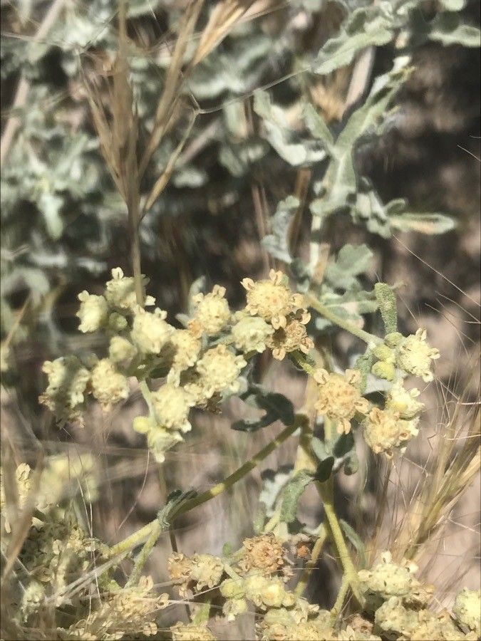 Parthenium incanum flower