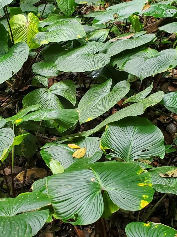 Philodendron grandipes