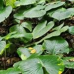 Philodendron grandipes