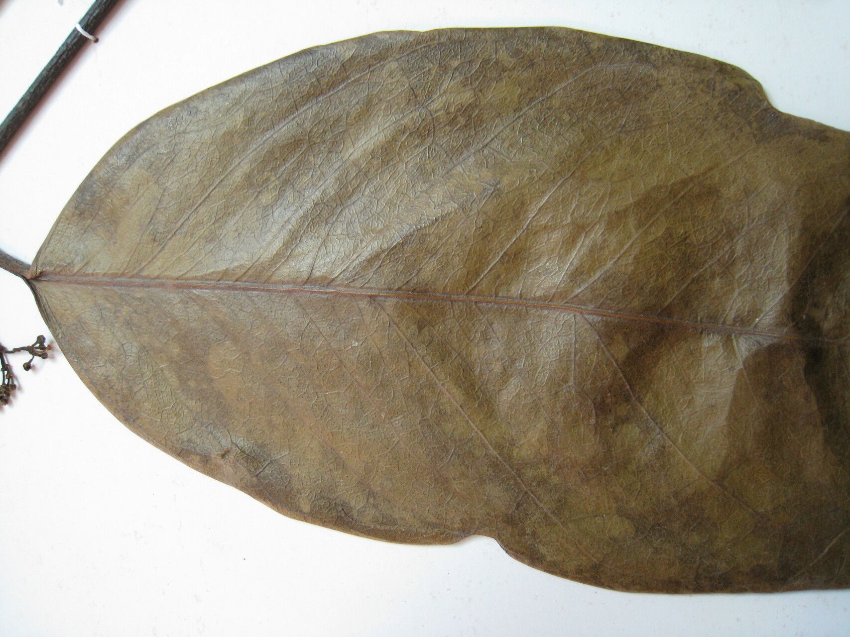 Tontelea sandwithii other