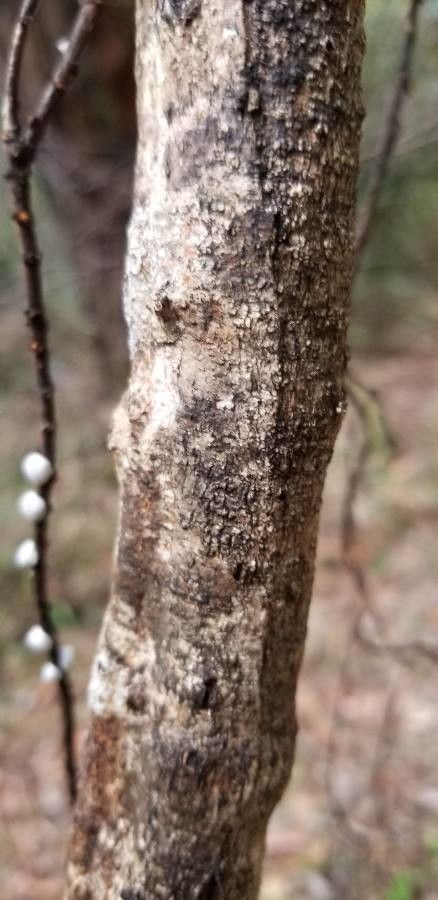 Pandorea pandorana bark