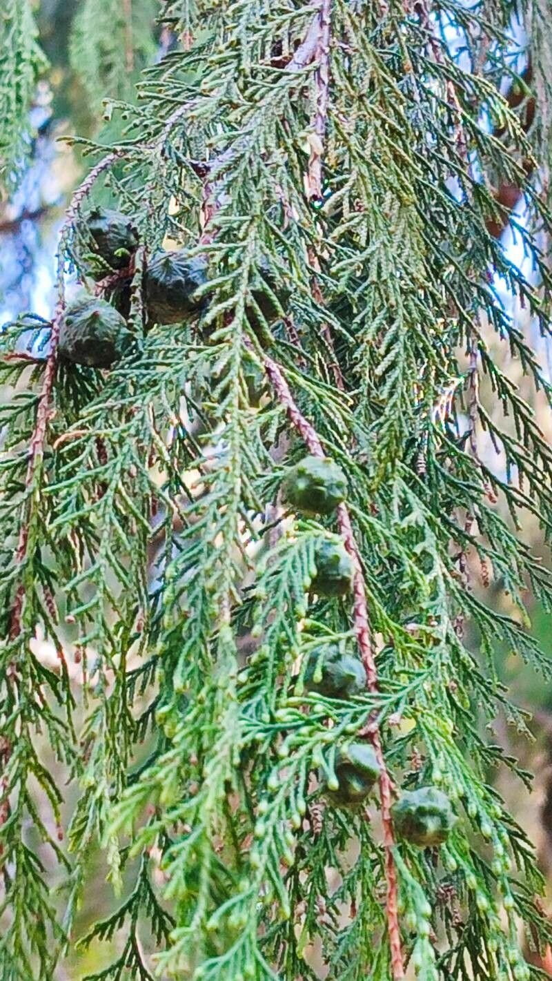 Cupressus pendula fruit