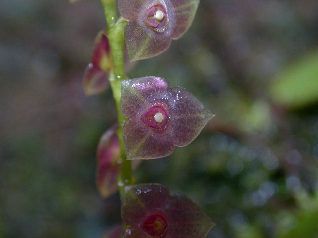 Stelis parvula fruit