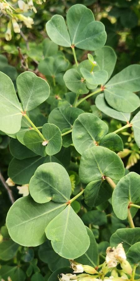 Dorycnium eriophthalmum — related species from the same genus