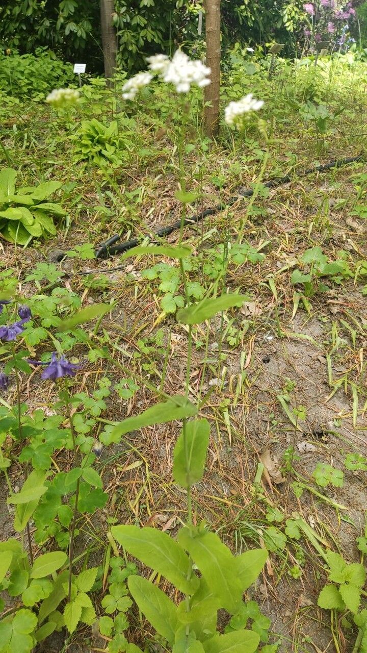 Peltaria alliacea — search result for 'Albania'