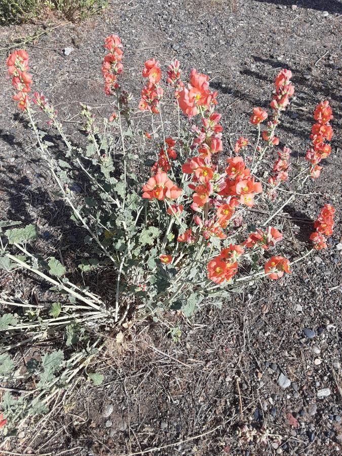 Sphaeralcea coccinea other