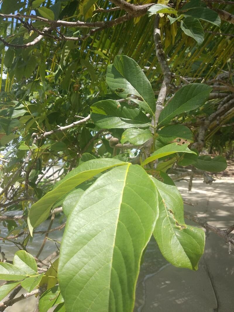 Lonchocarpus punctatus — houseplant care guide