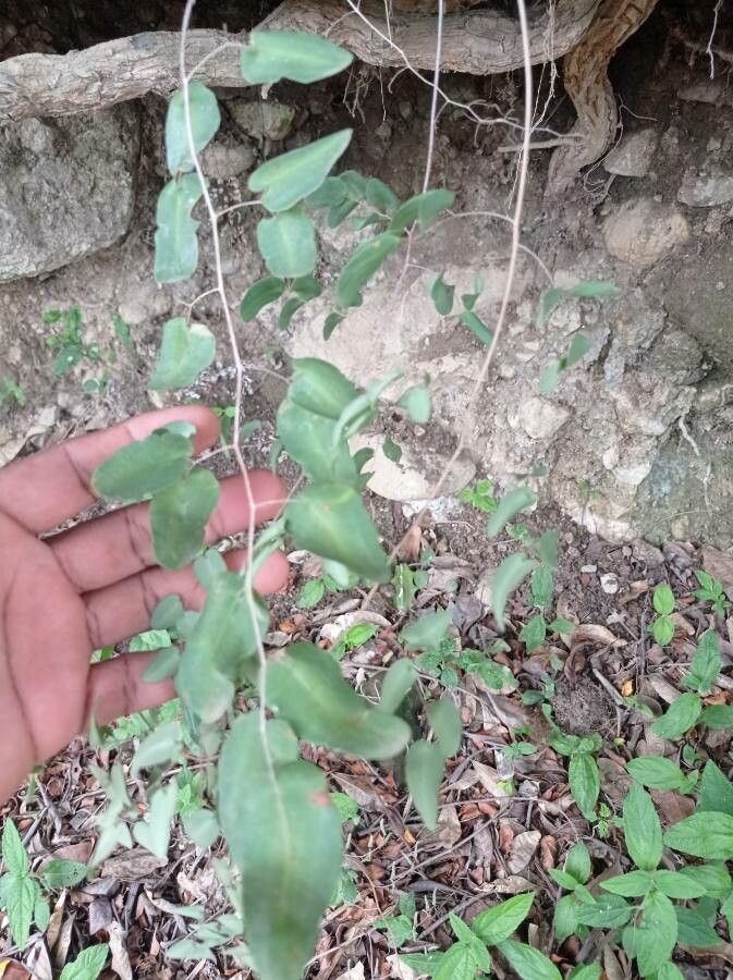 Pellaea ovata — search result for 'Pellaea'