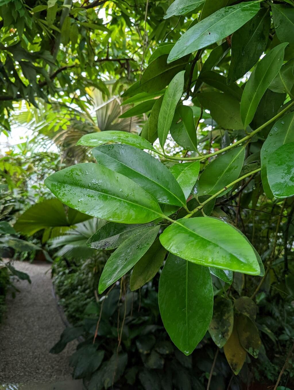 Clusia schomburgkiana — search result for 'Clusia'