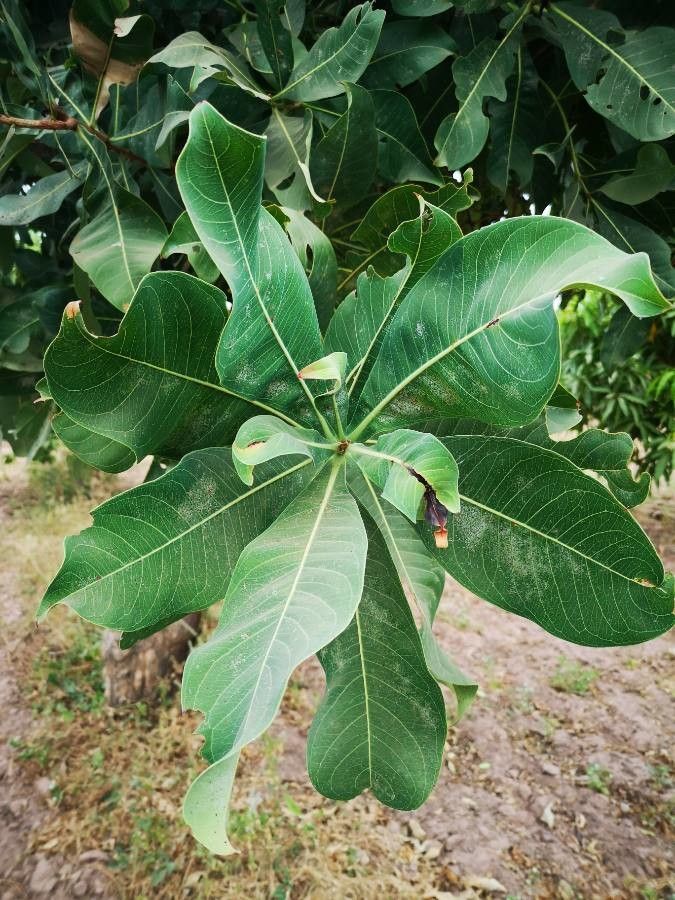 Terminalia sericea leaf
