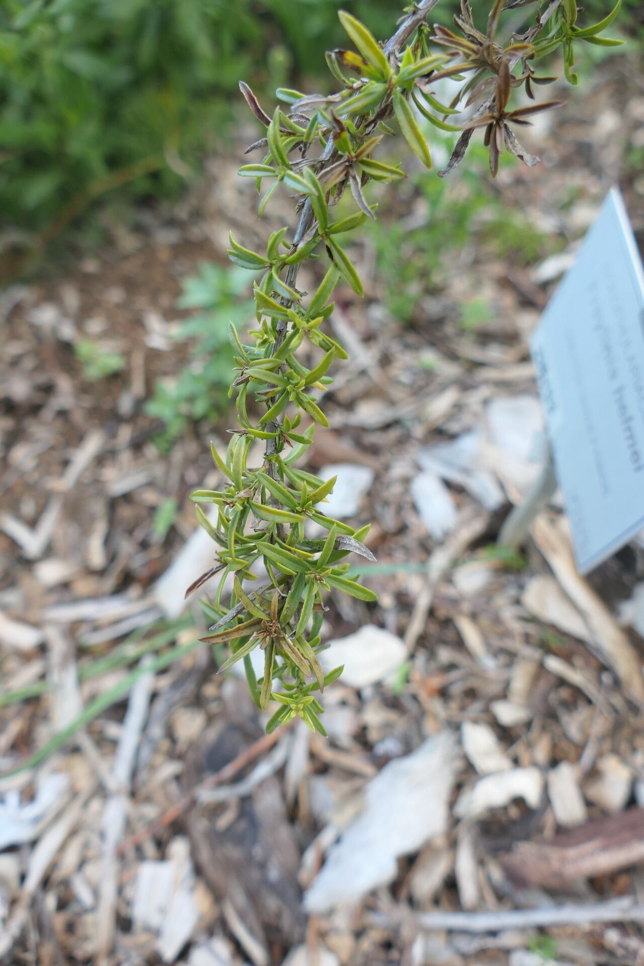 Freylinia helmei — related species from the same genus