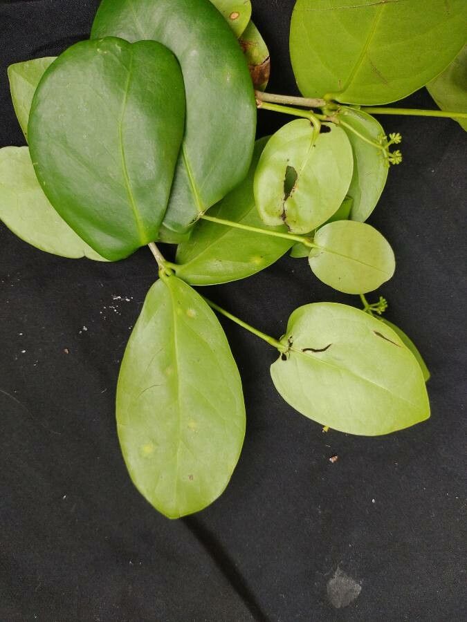 Guapira pernambucensis — houseplant care guide