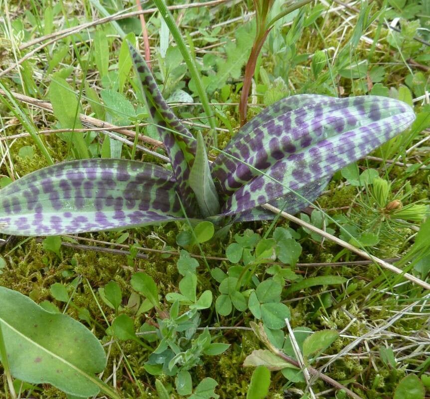 Dactylorhiza spp. — search result for 'Dactylorhiza'