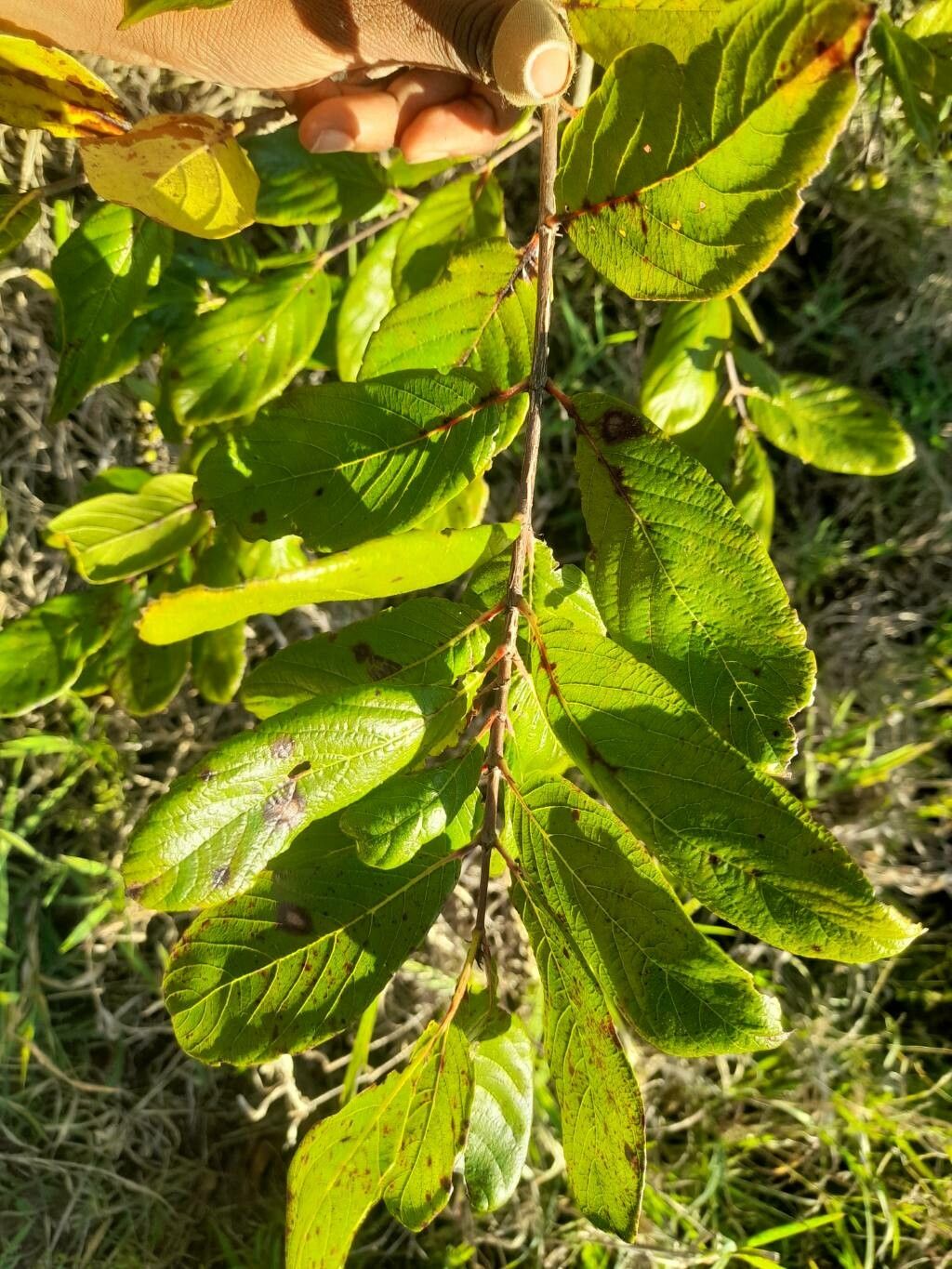 Crossopteryx febrifuga leaf