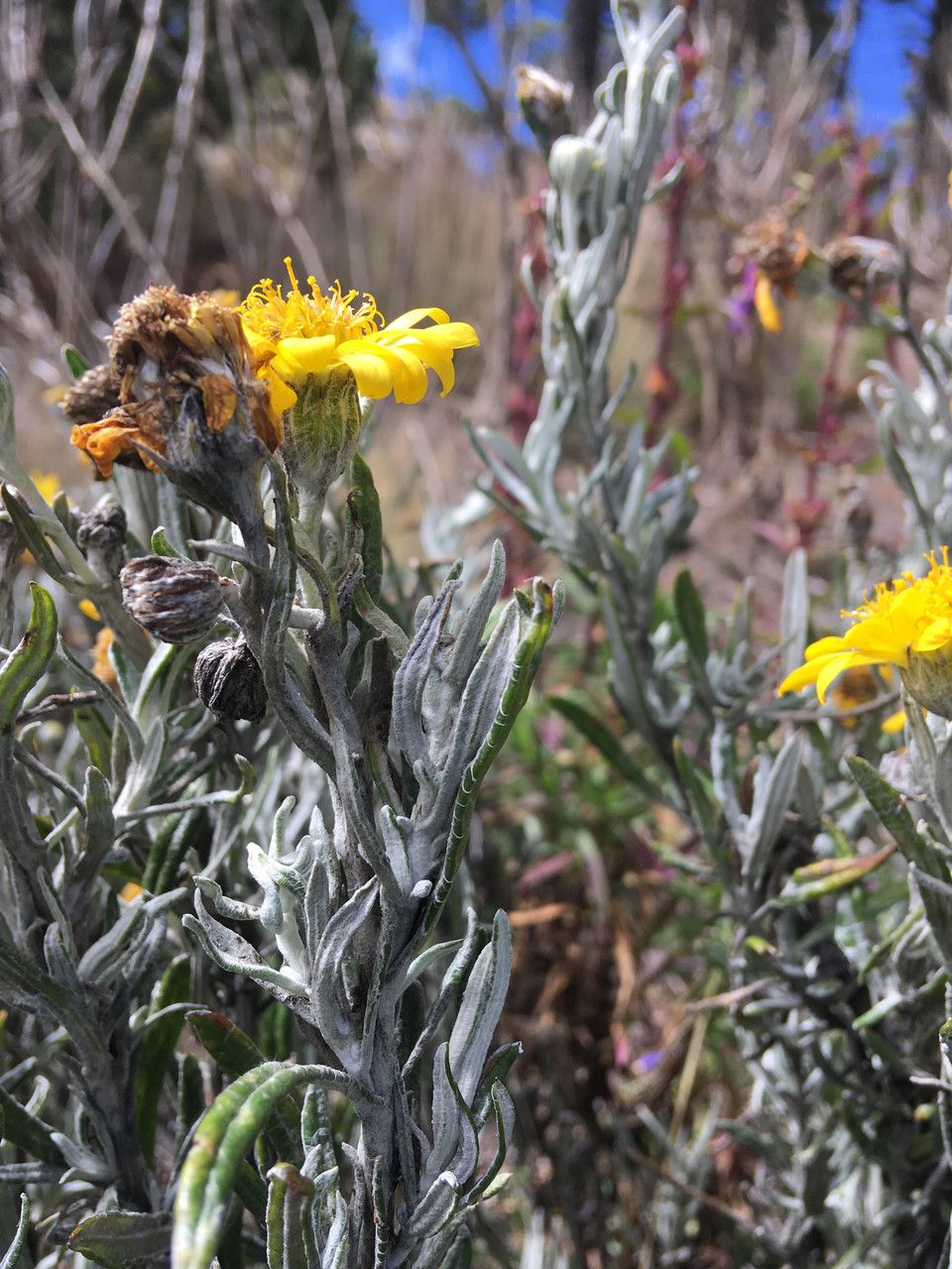 Senecio mairetianus — houseplant care guide