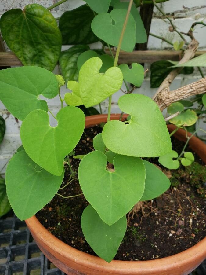 Aristolochia pohliana — search result for 'Aristolochia'