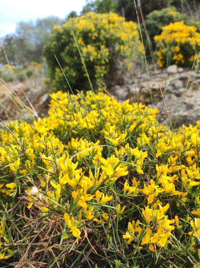 Genista tricuspidata flower