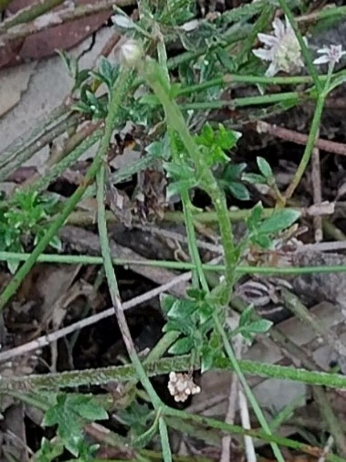 Actinotus minor — related species from the same genus