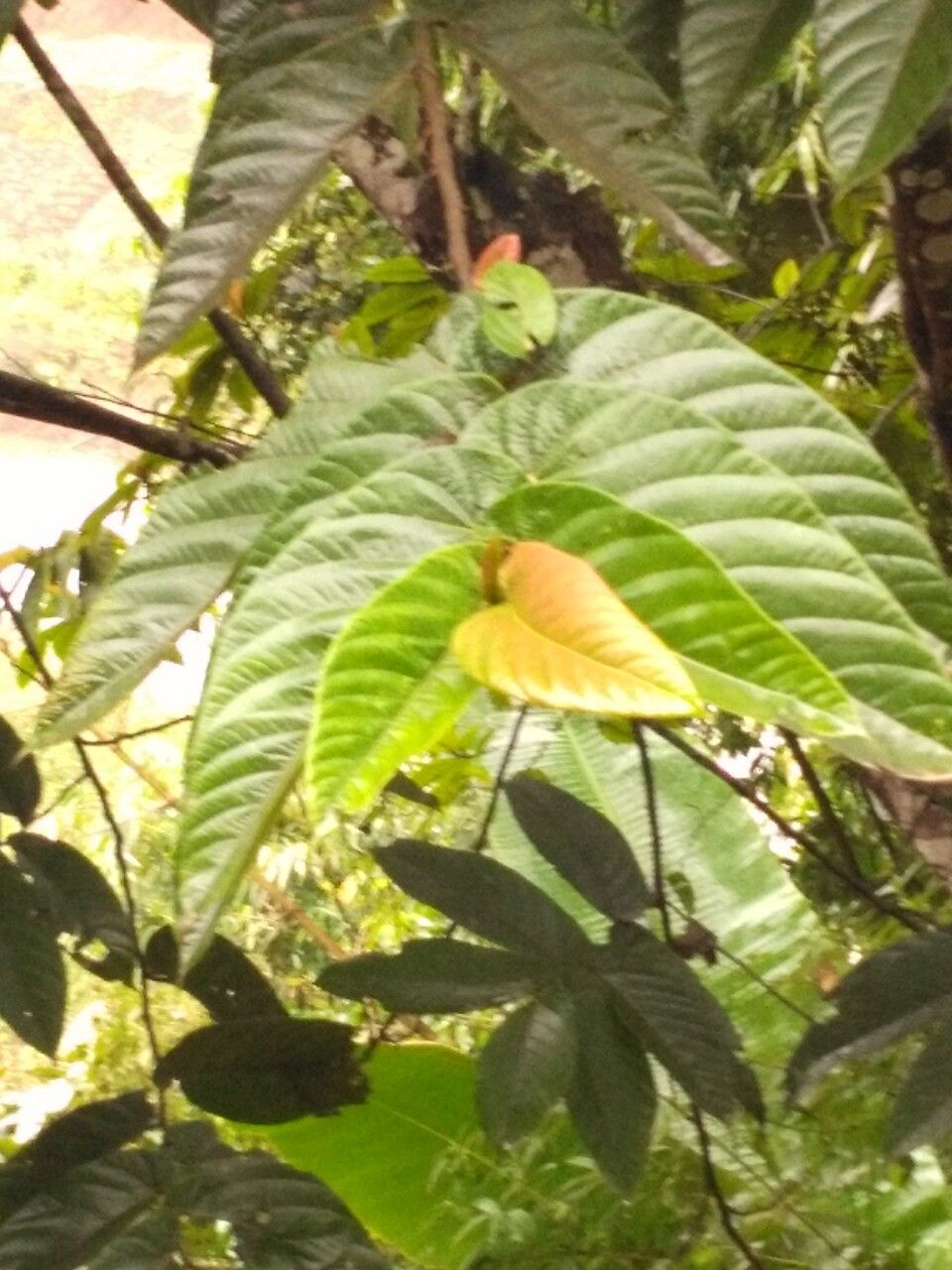 Neolamarckia cadamba leaf