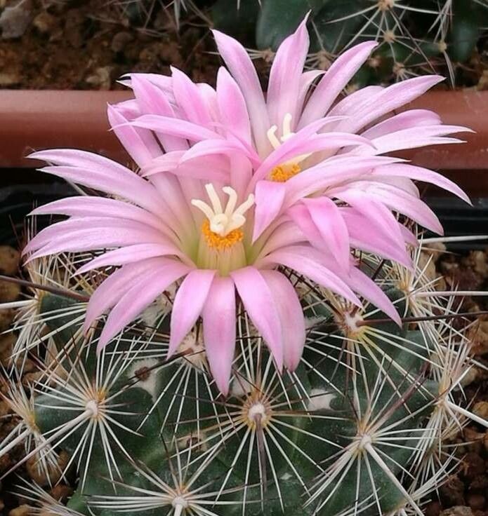 Mammillaria wrightii flower