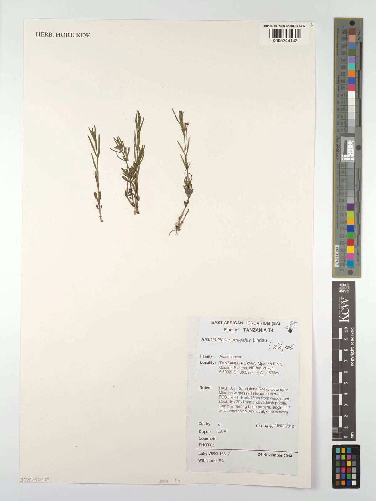 Justicia lithospermoides — houseplant care guide