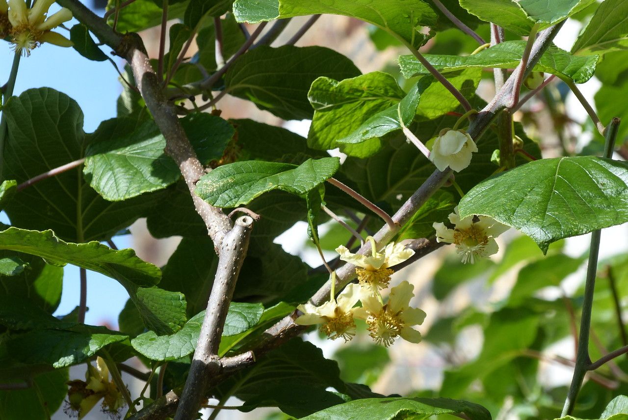 Actinidia deliciosa