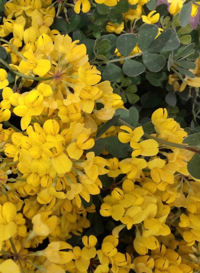 Coronilla valentina flower