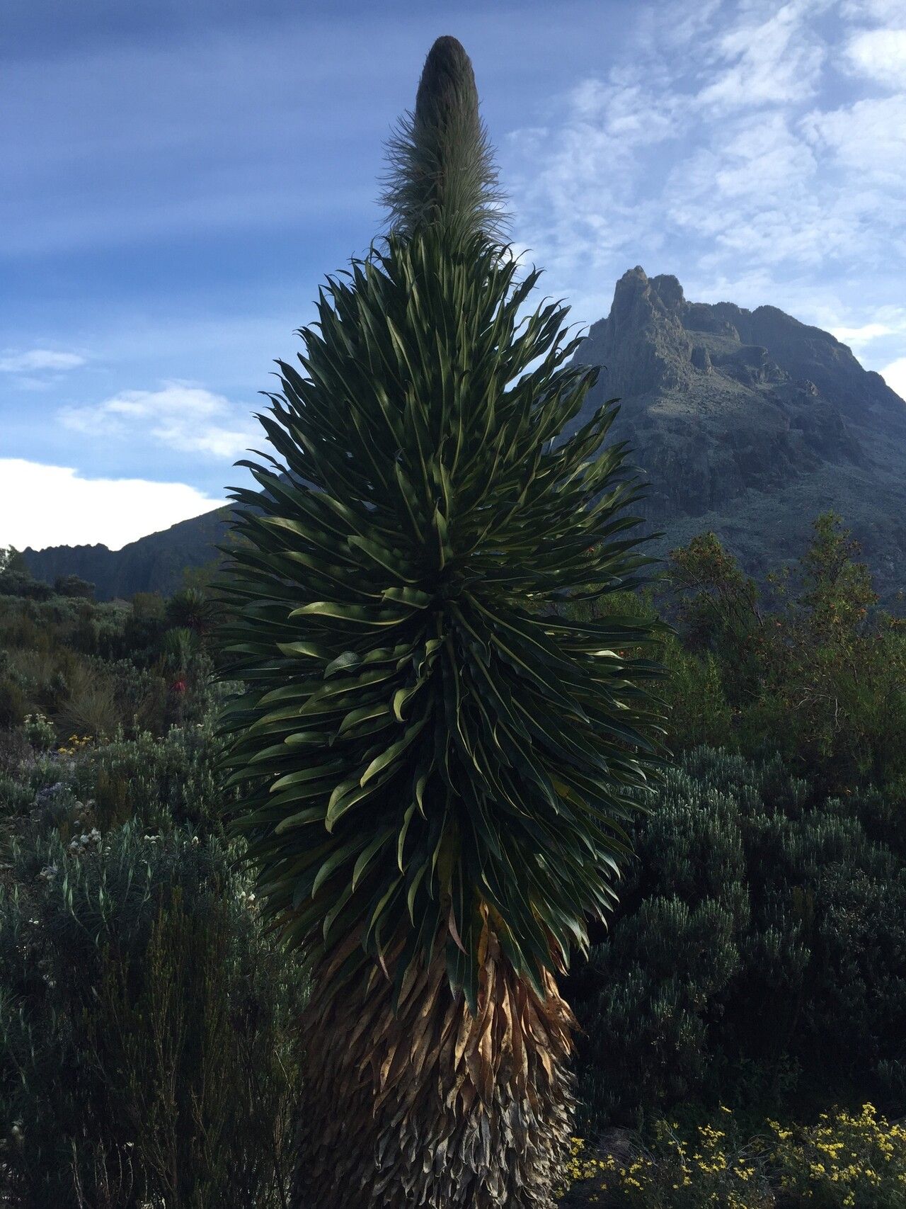 Lobelia wollastonii — houseplant care guide