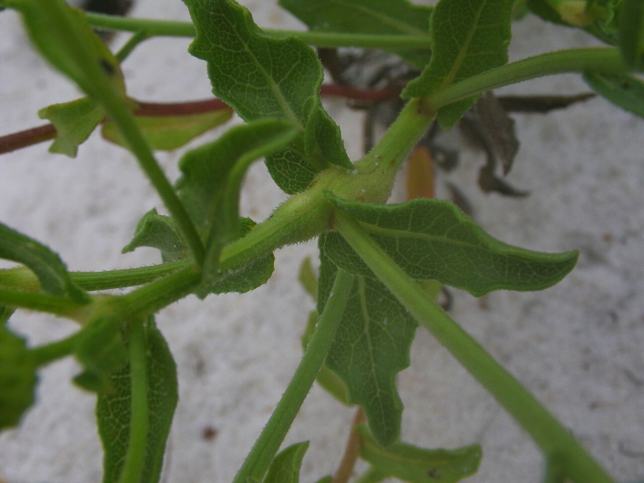 Heterotheca subaxillaris — search result for 'Aster'