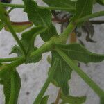 Heterotheca subaxillaris