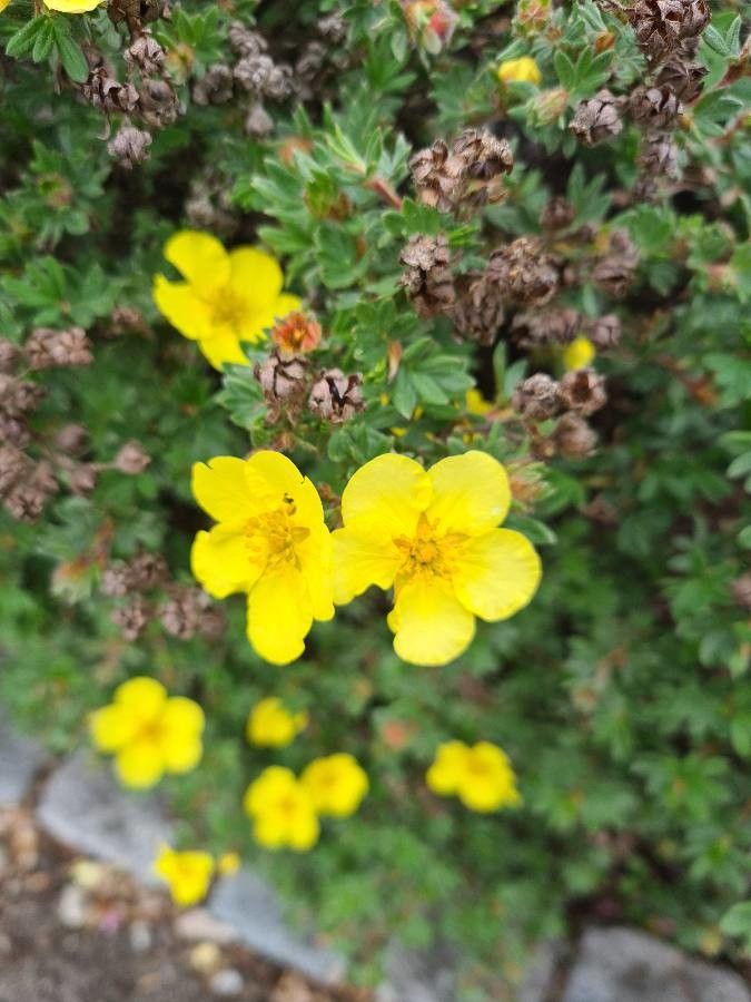 Potentilla neumanniana flower