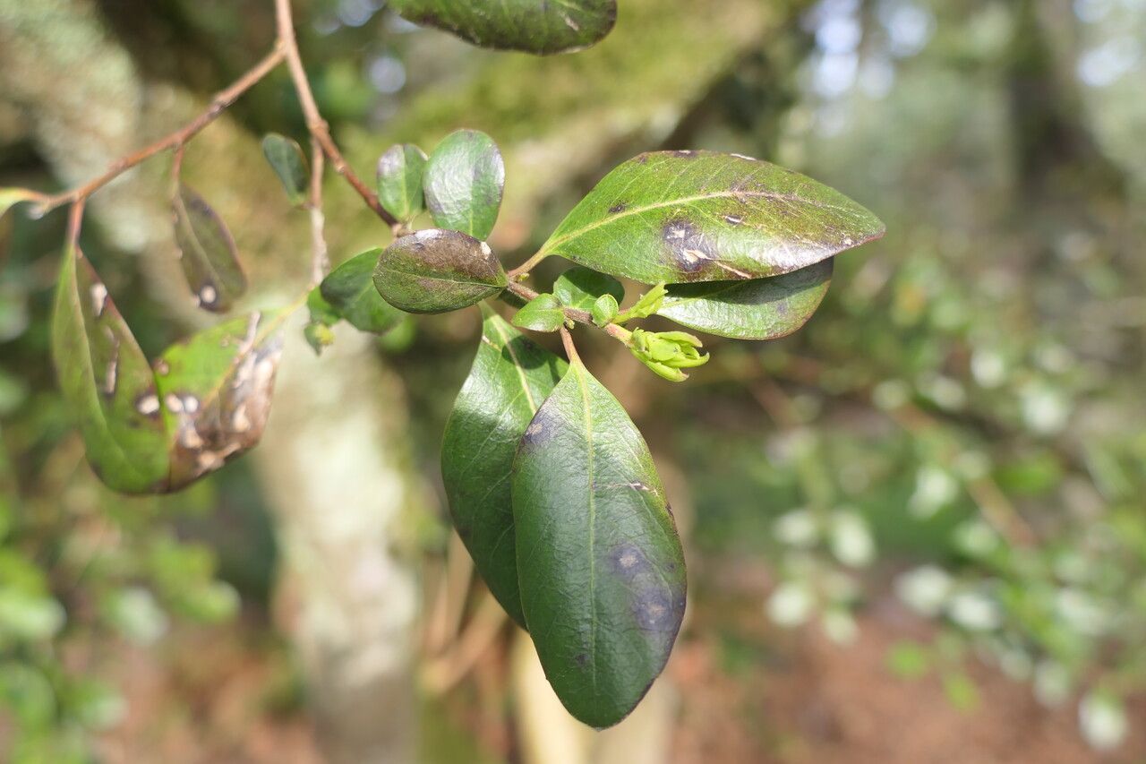 Azara integrifolia leaf