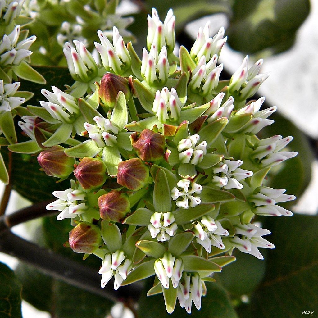 Asclepias curtissii flower