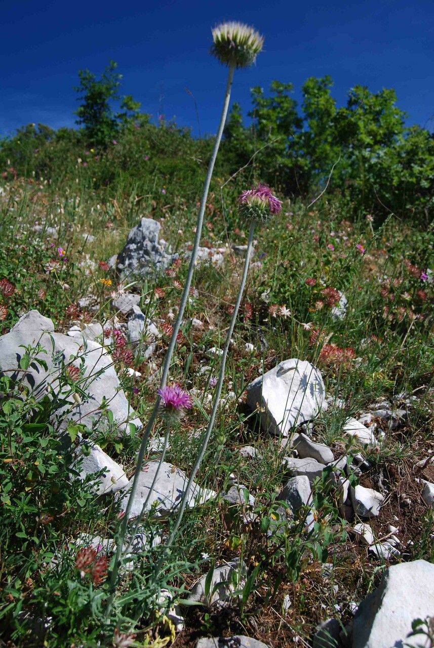 Jurinea mollis flower