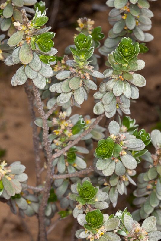 Thymelaea tartonraira — houseplant care guide